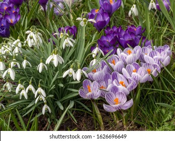 A mixture of snowdrops and colorful  crocus flowers growing in English garden in Spring, UK
