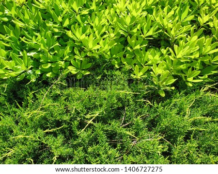 A mixture of two plants of coniferous branches and young leaves of bushes for backgrounds.Spring vegetation in the South of Turkey 