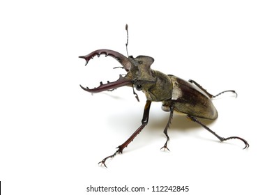 Miyama Stag Beetle Stock Photo 112242845 