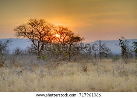 MKUZE SUNSET. Sun sets over Sand Thorn Forest in Zululand, Kwazulu Natal, South Africa 