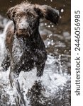Mo the german wirehaired pointer pup in forest creek. 
