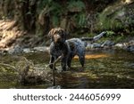 Mo the german wirehaired pointer pup in forest creek. 