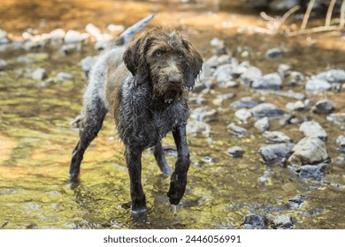 Mo the german wirehaired pointer pup in forest creek. 