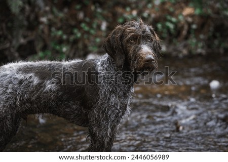 Mo the german wirehaired pointer pup in forest creek. 