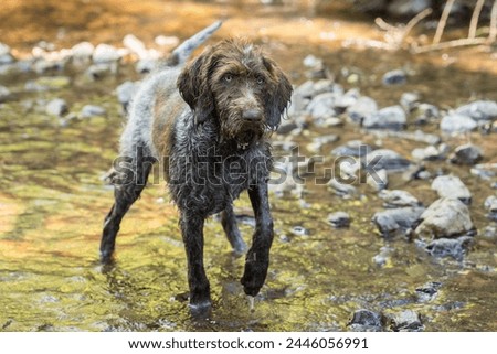 Mo the german wirehaired pointer pup in forest creek. 