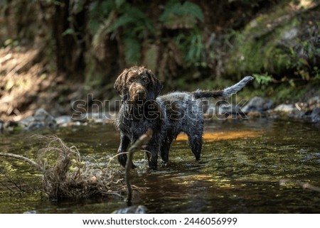Mo the german wirehaired pointer pup in forest creek. 