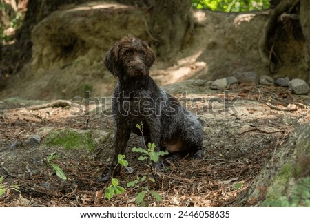 Mo - German Wirehaired Pointer Pup sitting up in forest