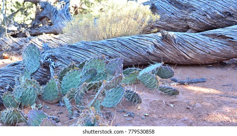 Moab Desert Flora