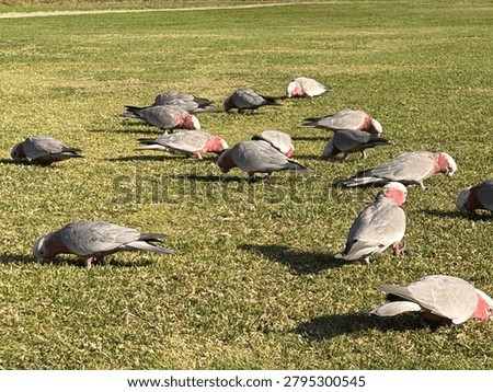 A mob chilling on the grass 