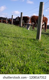 Mob Of Hereford Cattle Grazing Behind A Plain Wire Fence In Spring In Gippsland, Australia 