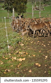 Mob Of Red Deer, Cervus Elephus, With Their Winter Feed Of Turnips On A Farm In Westland, New Zealand