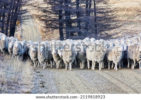 Similar – Sheep in winter in snow with thick fur