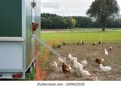 Mobile Chicken Coop For Free Range Farming