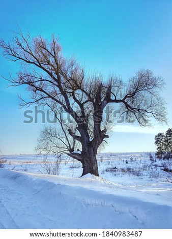 Similar – trees in an ice of lake