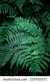 Mobile Phone Wallpaper Dark Green Pine Leaves, Dark Green Fern Backdrop, Fern Leaf Backdrop Top View.