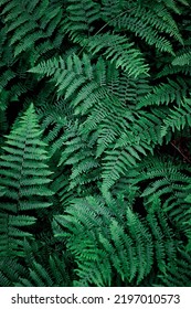 Mobile Phone Wallpaper Dark Green Pine Leaves, Dark Green Fern Backdrop, Fern Leaf Backdrop Top View.