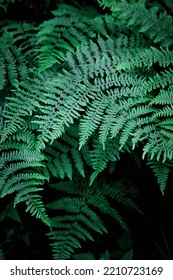 Mobile Phone Wallpaper Dark Green Pine Leaves, Dark Green Fern Backdrop, Fern Leaf Backdrop Top View.