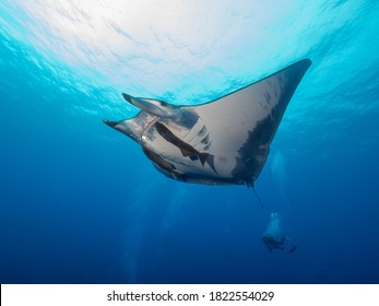 Mobula In The Blue Ocean