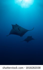 Mobula At Princess Alice In The Azores