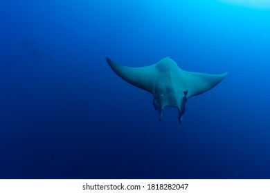 Mobula At Princess Alice In The Azores