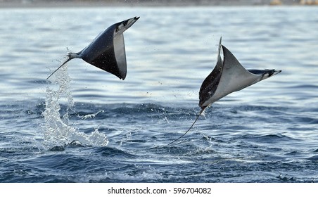 Mobula ray jumping out of the water. Mobula munkiana, known as the manta de monk, Munk's devil ray, pygmy devil ray, smoothtail mobula, is a species of ray in the family Myliobatida. Pacific ocean

