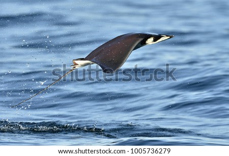 Mobula ray jumping out of the water. Mobula munkiana, known as the manta de monk, Munk's devil ray, pygmy devil ray, smoothtail mobula, is a species of ray in the family Myliobatida. Pacific ocean 
