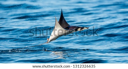 Mobula ray jumping out of the water. Mobula munkiana, known as the manta de monk, Munk's devil ray, pygmy devil ray, smoothtail mobula.  Blue ocean background.
