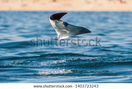 Mobula ray jumping out of the water. Front view. Mobula munkiana, known as the manta de monk, Munk's devil ray, pygmy devil ray, smoothtail mobula, is a species of ray in the family Myliobatida. 