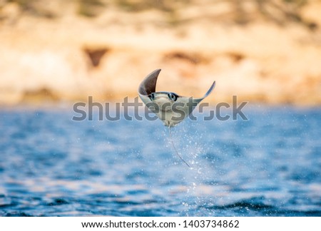 Mobula ray jumping out of the water. Front view. Mobula munkiana, known as the manta de monk, Munk's devil ray, pygmy devil ray, smoothtail mobula, is a species of ray in the family Myliobatida.