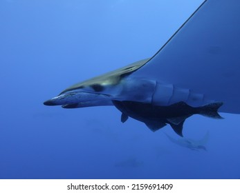 Mobula Ray With Remora Fish