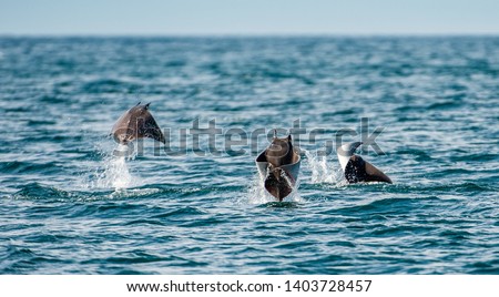 Mobula rays jumping out of the water. Mobula munkiana, known as the manta de monk, Munk's devil ray, pygmy devil ray, smoothtail mobula, is a species of ray in the family Myliobatida. Pacific ocean