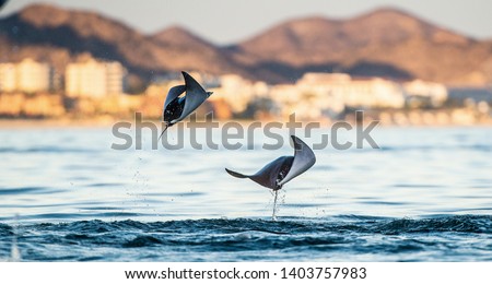 Mobula rays jumping out of the water. Mobula munkiana, known as the manta de monk, Munk's devil ray, pygmy devil ray, smoothtail mobula, is a species of ray in the family Myliobatida. Pacific ocean