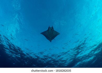 Mobula Silhouette At Princess Alice In The Azores