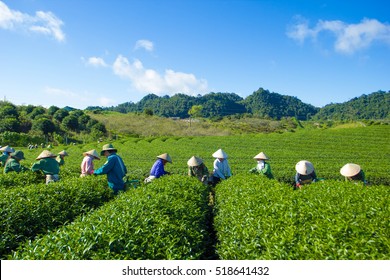 Moc Chau, Son La, Vietnam - Nov 12, 2016: The farmers are harvesting tea. the fresh tea leaves are picked carefully and will be processed into dried tea serving domestic needs and export to the world.