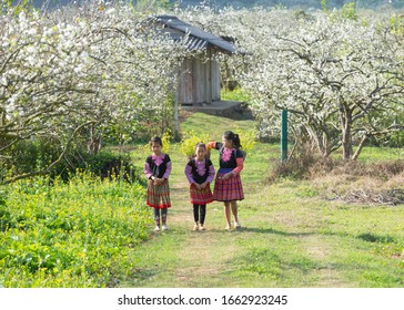 1,681 Vietnam Moc Chau Flowers Images, Stock Photos & Vectors ...