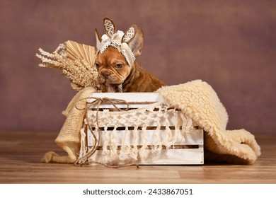 Mocca French Bulldog dog puppy with lace bunny ears in box in front of brown background
