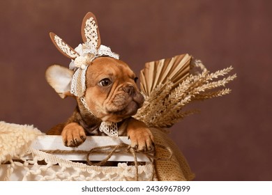 Mocca French Bulldog dog puppy with lace bunny ears in front of brown background