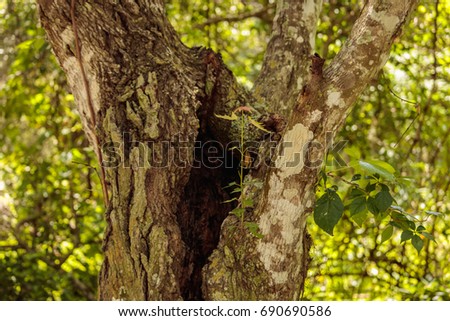 Moccasin Lake Nature Park Clearwater Florida