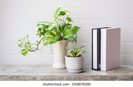 Mock Up Black And White Book,Snake Plant And House Plant Spotted Betel Or Australian Native Monstera  In White Vase  On Concrete Work Table Wooden Background