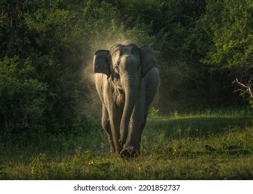 Mock Charge By Sri Lankan Elephant At Dawn