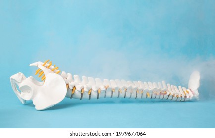 Mock up of a human spine on a blue background and steam from low temperatures. Cold spine treatment concept, ozone therapy and cryotherapy. Copy space for text, osteochondrosis