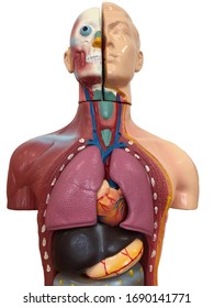 Mock Up Of A Man With Internal Organs, Torso Of A Person To Demonstrate Human Organs, Medical Background