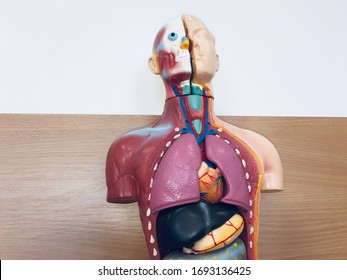 Mock Up Of A Man With Internal Organs, Torso Of A Person To Demonstrate Human Organs, Medical Background