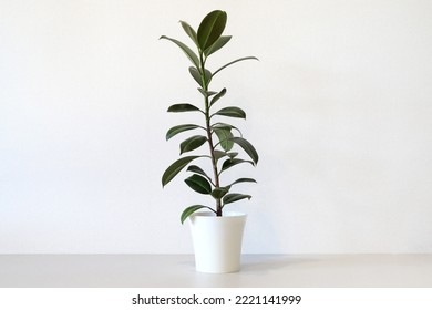 Mock up minimalist home interior with empty white wall and potted house plant. Photo with copy space - Powered by Shutterstock