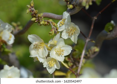 Mock Orange Aureus - Latin Name - Philadelphus Coronarius Aureus