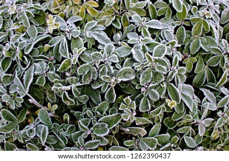 mock orange plant frosty leaf foliage frozen leaves frost top view closeup winter season