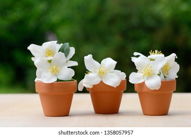 Mock Orange And Plant Pot On Table In The Garden