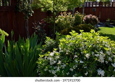 Mock Orange Plant With Tender New Top Growth In The Early Morning Hours During Spring Season