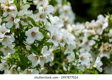 A Mock Orange Shrub In Bloom On A Summers Day