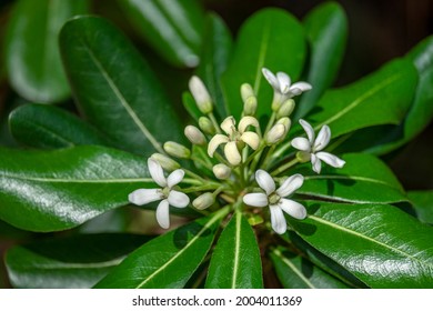 Mock Orange Shrub. Nature, Flora